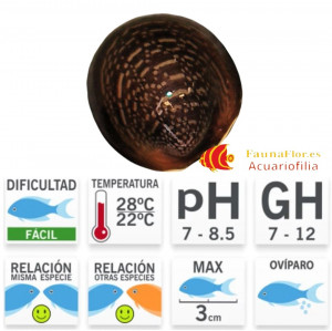 Caracol Labios Rojos