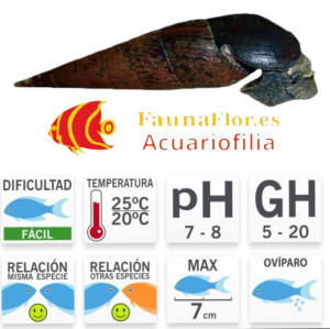 Caracol Cuerno De Diablo