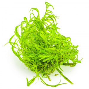 Najas Guadalupensis " Guppy Glass"