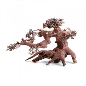 Bonsái De Copa Lateral