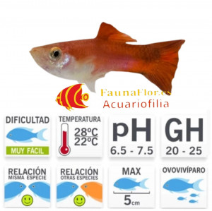 Guppy Macho Red Blonde