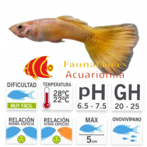Guppy Macho Amarillo