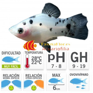 Platy Salt and Pepper