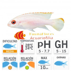Kribensis o Ciclido Purpura ALBINO ROJO