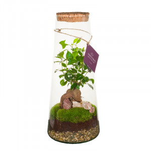 Wardians Terrarium - Triton 40
