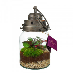 Wardians Terrarium - Stormlamp + LED