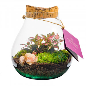 Wardians Terrarium - Halley M