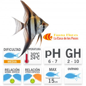 Escalar Altum Peruensis