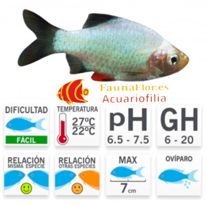 Barbo Sumatra Verde Platino