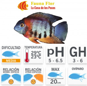 Heros Severum Rotkeil