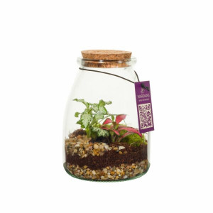 Wardians Terrarium - Bottle Small