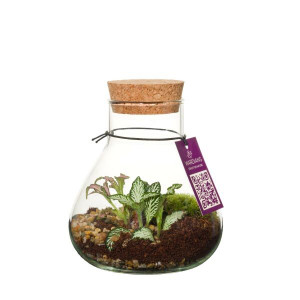 Wardians Terrarium - Erlenmeyer Small
