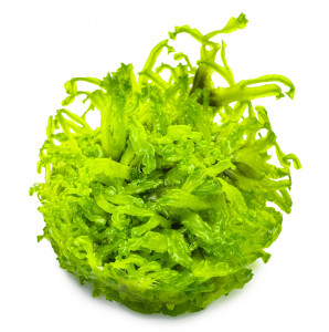Monosolenium tenerum o musgo de coral