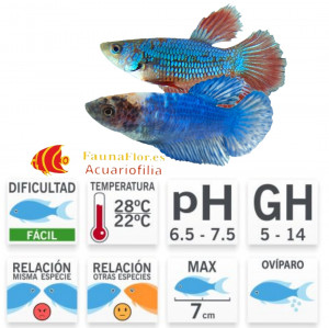 Betta  Hembra Super Delta Mix
