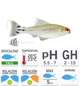 Tetra Nariz Borracho XXL