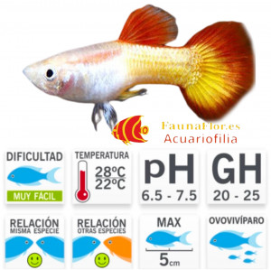Guppy Macho Tequila Sunrise