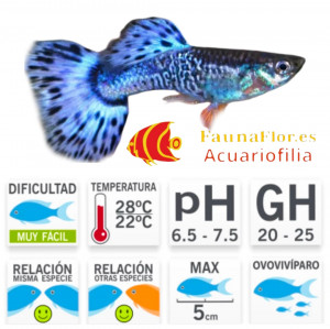 Guppy Macho Blue Glass
