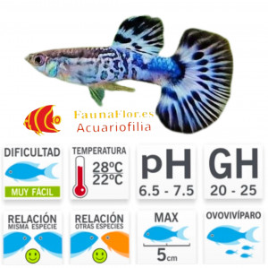 Guppy Macho Snakeskin Blue