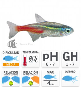 Tetra Neón Inessi Azul xl