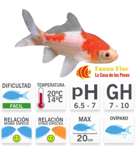 Cometa rojo blanco (SARASA) M