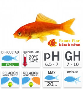 Cometa Rojo o Carassius auratus M