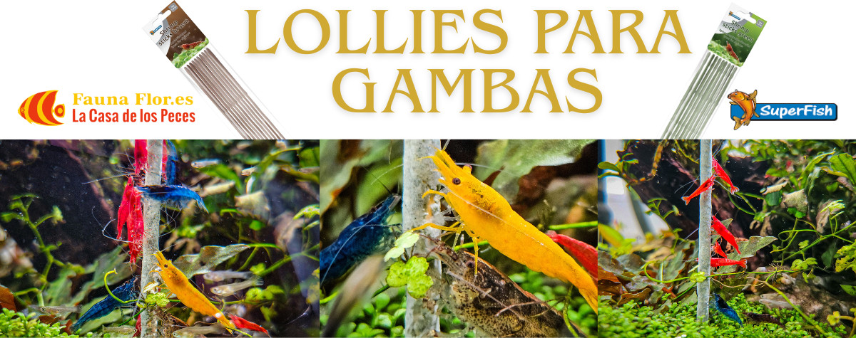 Superfish Lollies para Gambas